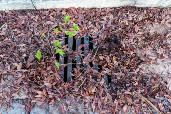 Cost of Yard Drain Unclogging in Tacoma